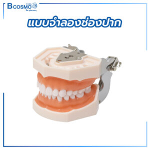แบบจำลองช่องปาก