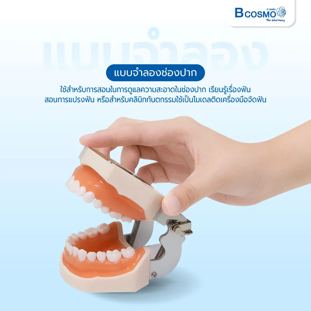 แบบจำลองช่องปาก
