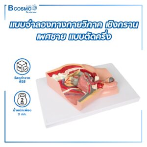 แบบจำลองทางกายวิภาคเชิงกราน เพศชาย แบบตัดครึ่ง